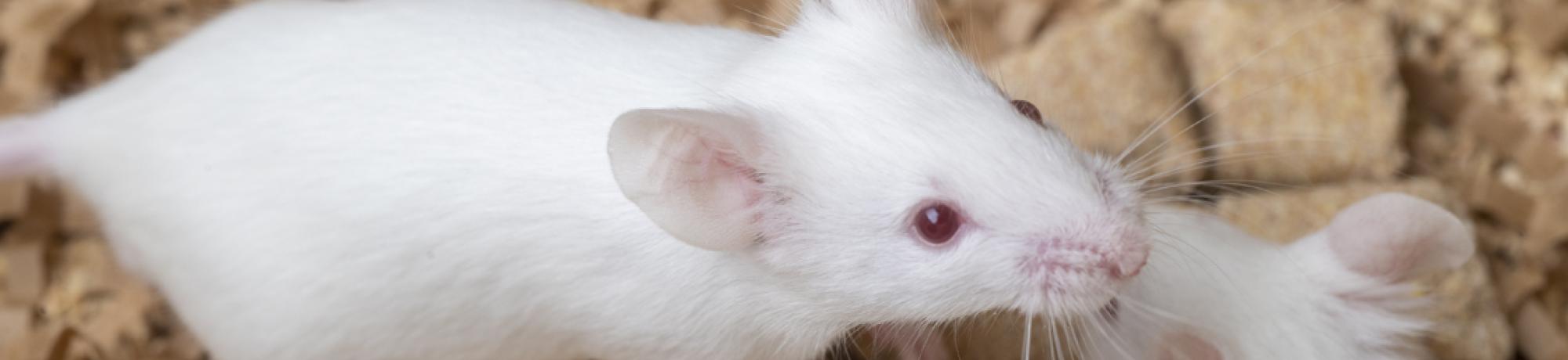 Lab mice